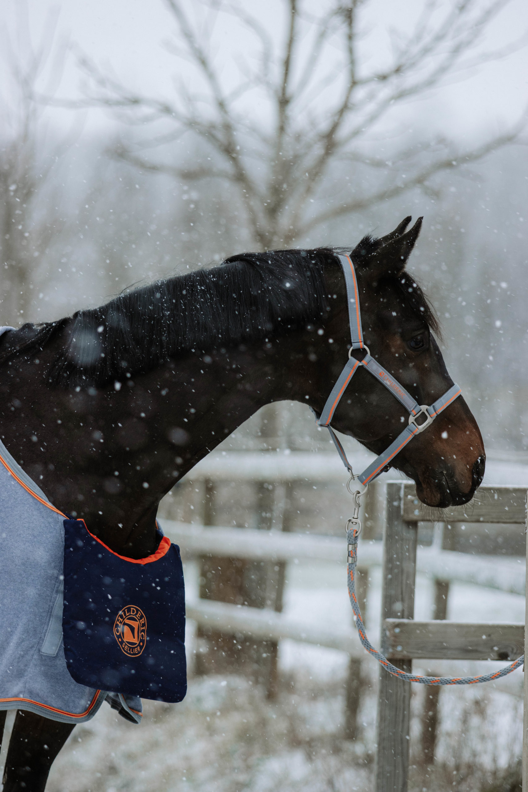 Équipement du cheval d'occasion